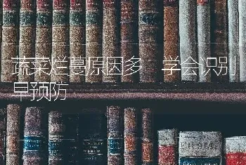 蔬菜烂蔓原因多 学会识别早预防