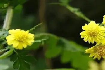 菊花的花语和寓意,象征着什么意思?