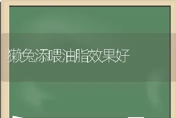 獭兔添喂油脂效果好