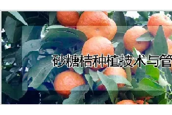 砂糖桔种植技术与管理