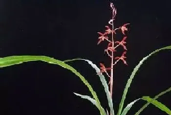 墨兰可以淋雨吗,下雨天可以放外面淋雨吗?