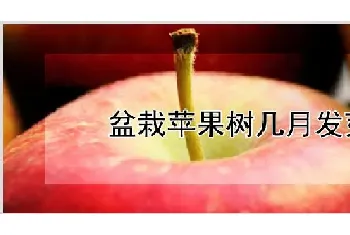 盆栽苹果树几月发芽