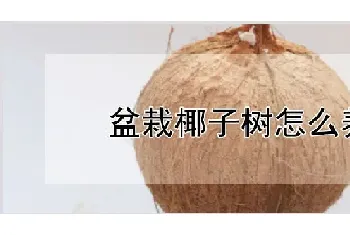 盆栽椰子树怎么养