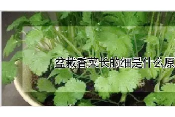 盆栽香菜长的细是什么原因