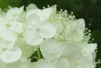 绣球花可以用茶水浇吗?