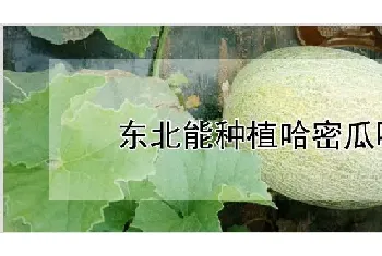 东北能种植哈密瓜吗