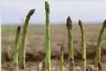 懒人蔬菜芦笋种植生长环境要求