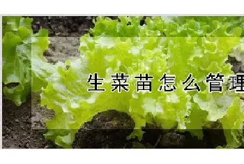 生菜苗怎么管理