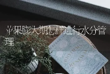 苹果膨大期怎样进行水分管理