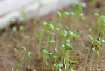 长春花种子怎么种植?长春花种植方法和注意事项