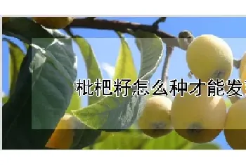 枇杷籽怎么种才能发芽