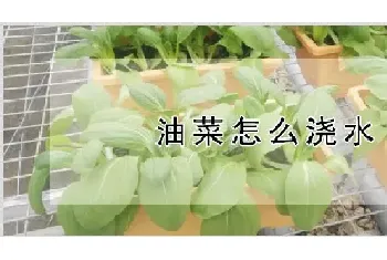 油菜怎么浇水