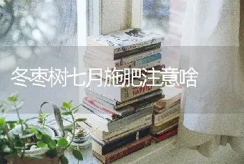 冬枣树七月施肥注意啥