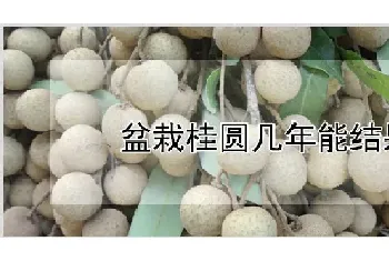 盆栽桂圆几年能结果