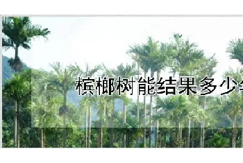 槟榔树能结果多少年