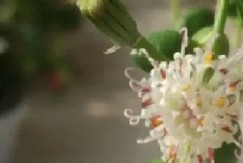 情人泪开花吗,开花的寓意与兆头?