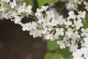 白丁香花一年开几次花?白丁香花形态特征与植物学史