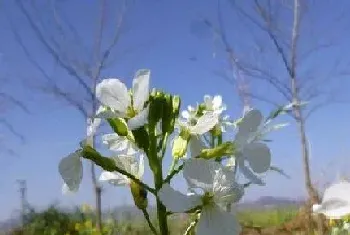 萝卜花什么颜色,不同品种萝卜开花颜色与样子不同?