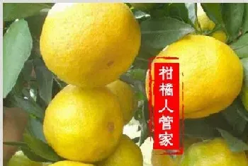 大分四号特早熟柑【大分4号蜜桔】优缺点剖析