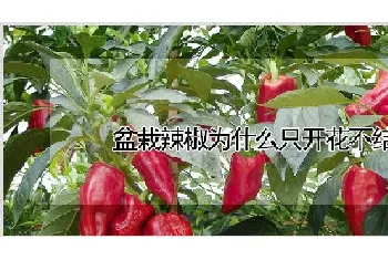 盆栽辣椒为什么只开花不结果