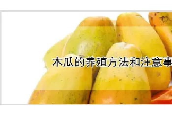 木瓜的养殖方法和注意事项