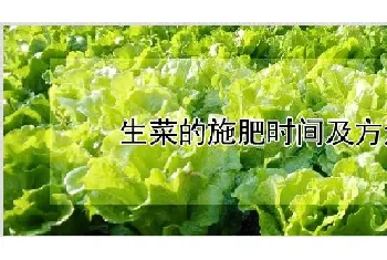 生菜的施肥时间及方法