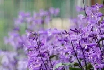 薰衣草一年开几次花?薰衣草形态特征与植物学史