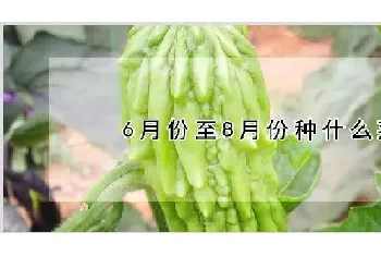 6月份至8月份种什么菜