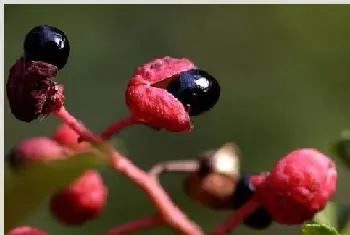 花椒树的扦插种植方法介绍