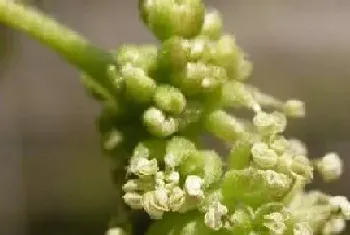 无花果树开花吗,开花的样子(图片)