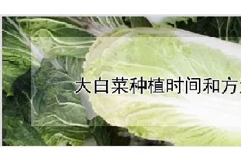 大白菜种植时间和方法