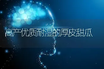 高产优质耐湿的厚皮甜瓜