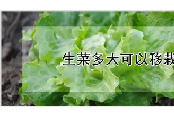 生菜多大可以移栽