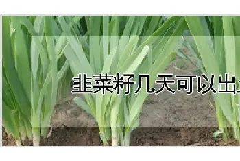 韭菜籽几天可以出土