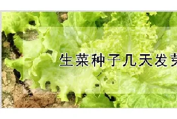 生菜种子几天发芽