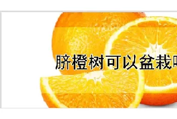 脐橙树可以盆栽吗