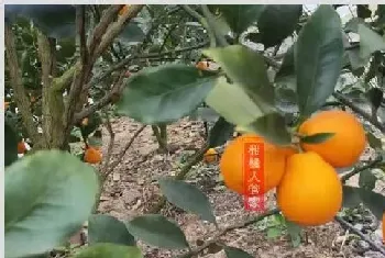 脆蜜金柑和脆皮金桔和滑皮金桔有区别吗