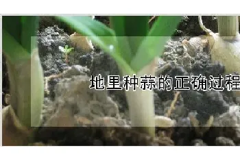 地里种蒜的正确过程