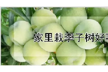 家里栽李子树好吗