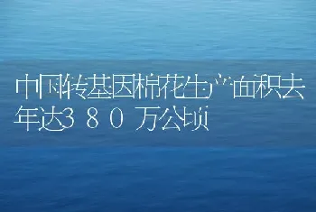 中国转基因棉花生产面积去年达380万公顷