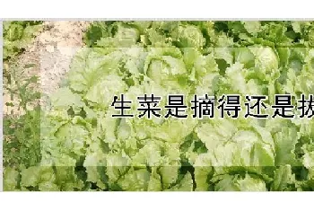 生菜是摘得还是拔