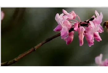 紫荆花种子可以种吗