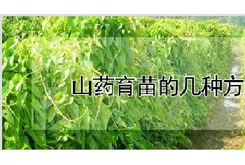 山药育苗的几种方法