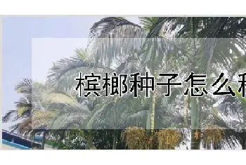 槟榔种子怎么种