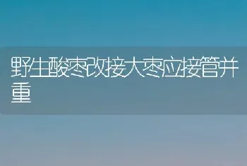 野生酸枣改接大枣应接管并重