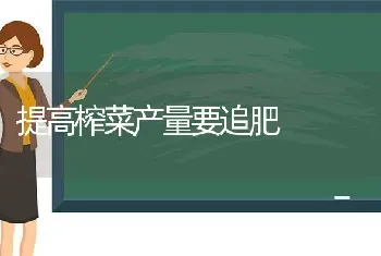 提高榨菜产量要追肥