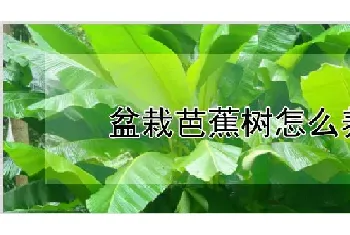 盆栽芭蕉树怎么养