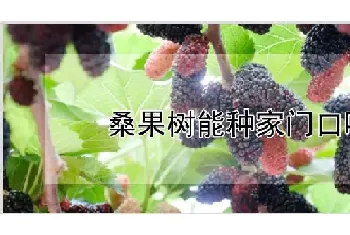 桑果树能种家门口吗