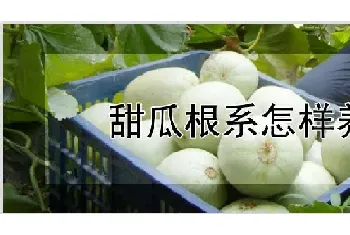 甜瓜根系怎样养