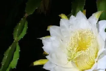 昙花花期管理方法与要点?